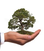 environment, tree, nature, natural reserve, hand, keep, bonsai, green, leaves, environmental protection, environmentally friendly, leaf, plant, eco, bio, ecology, to protect, responsibility, bonsai, environmental protection, environmental protection, environmental protection, environmental protection, environmental protection, environmentally friendly, eco, responsibility