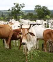 A large herd of cattle grazing in a green pasture on a cloudy day.
