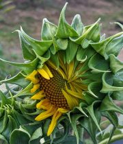 A vibrant sunflower bud beginning to bloom in a lush outdoor garden.