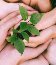 Hands united around a plant symbolizing teamwork and eco-friendly efforts outdoors.