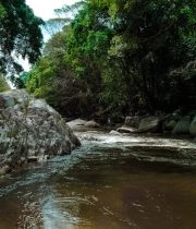 A tranquil forest stream flowing through rocky landscape, surrounded by lush green trees and nature.